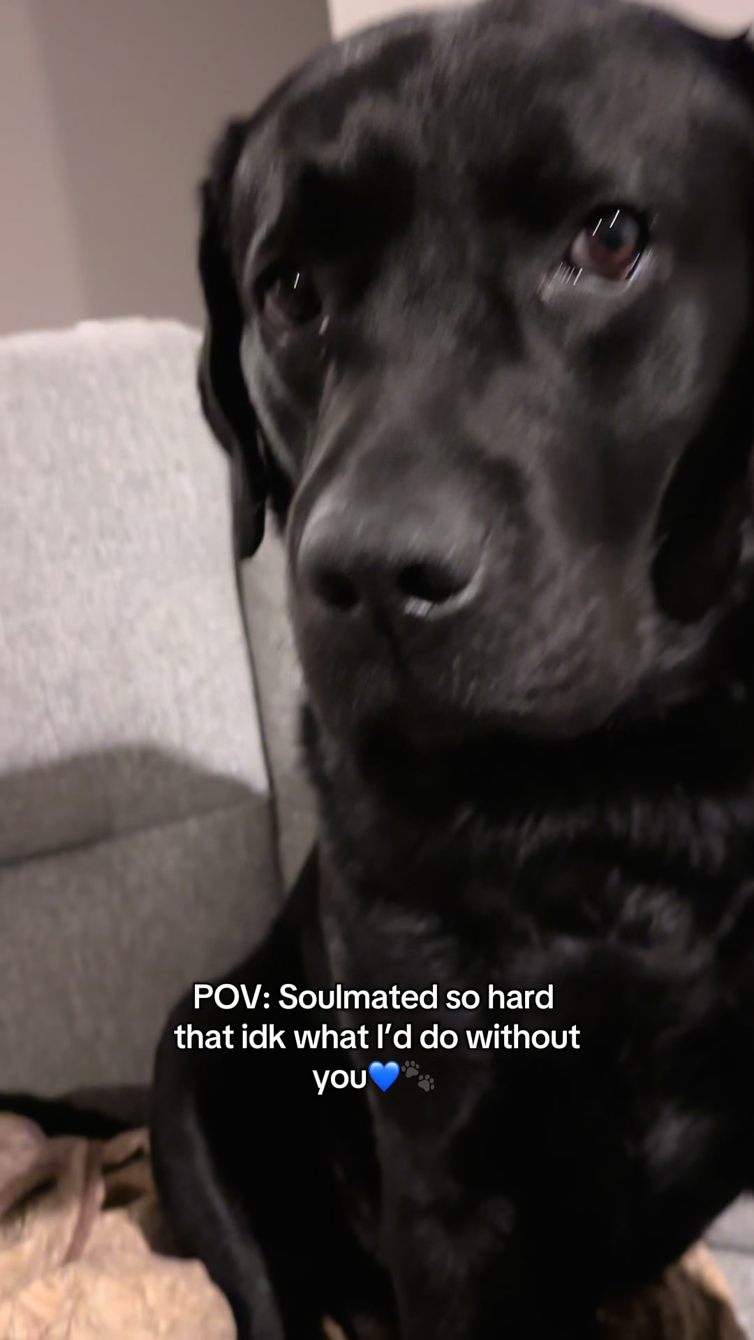 @Gunner the Good Boy Black Lab