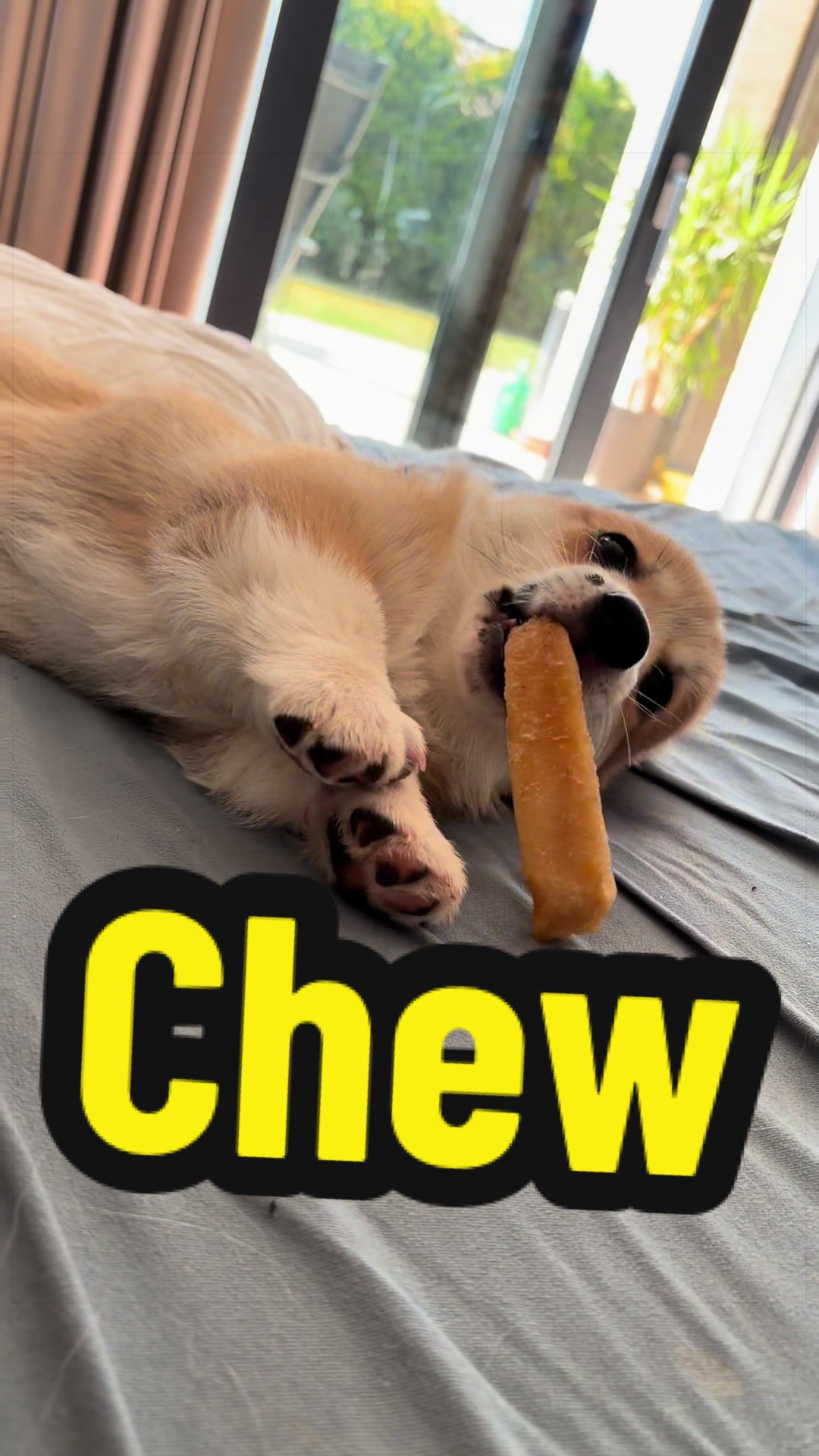 @BB fast dogs