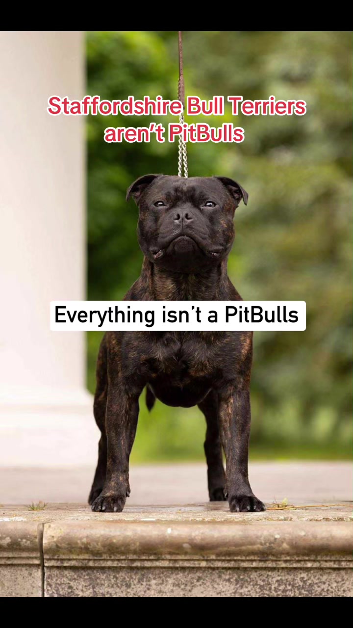 @OGMasterOfAllBulldogs