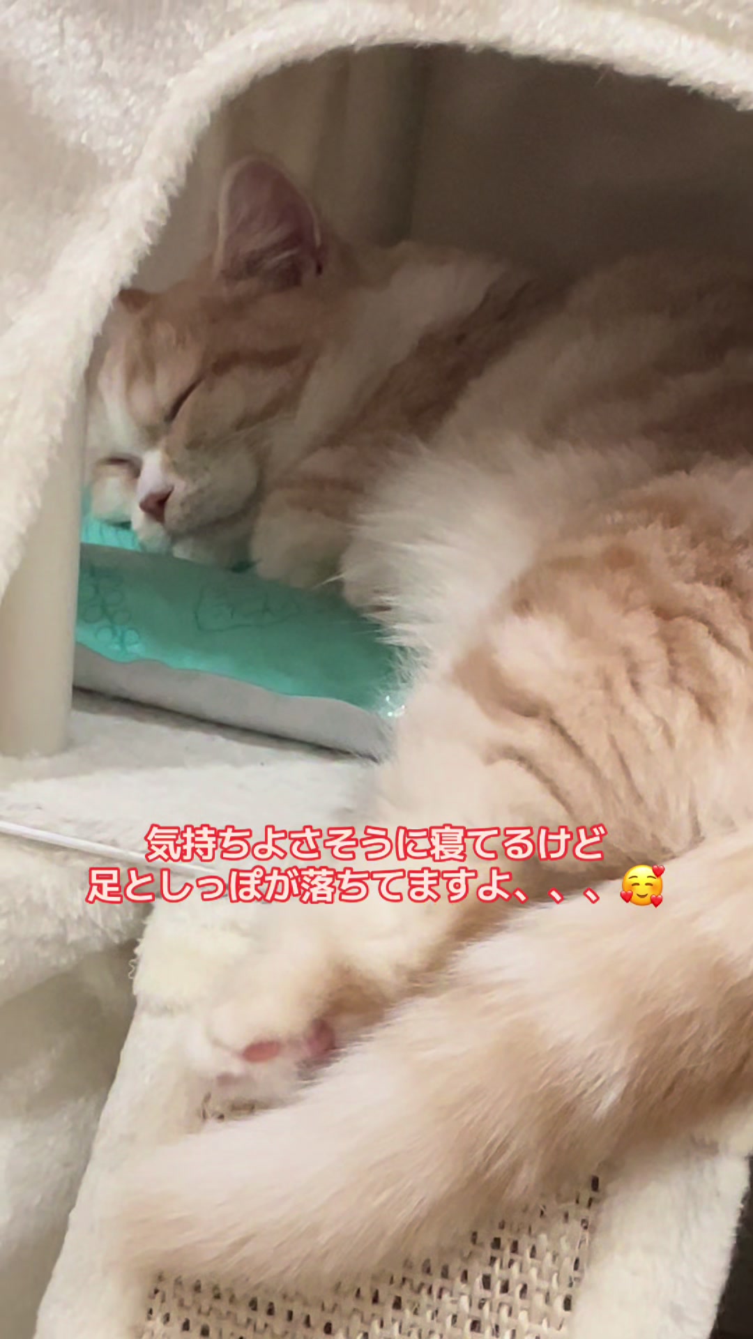 @ほっけ🐈🎀