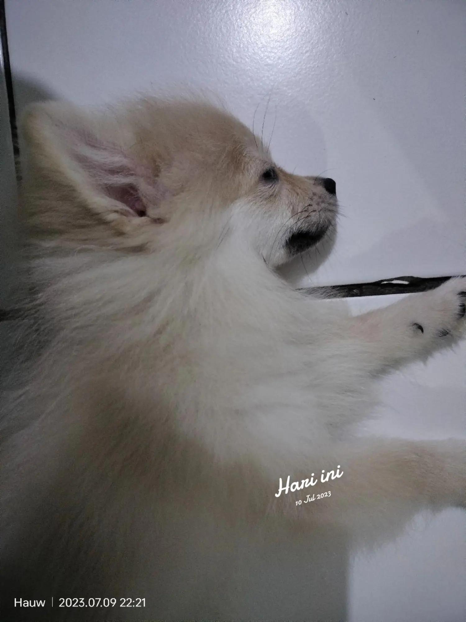 @*MOCHI/handry hauw*