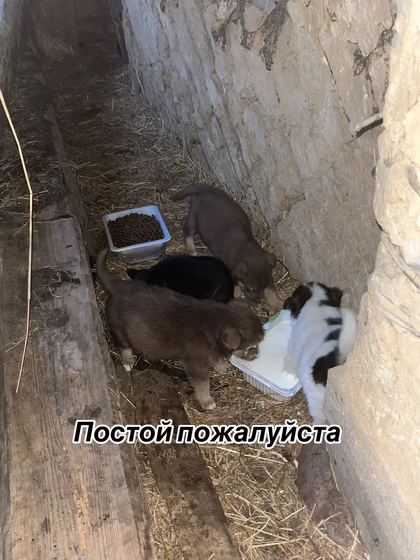 @Приют Потеряшка