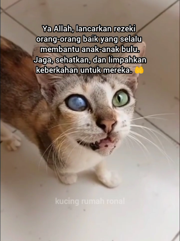@Kucing Rumah Ronal
