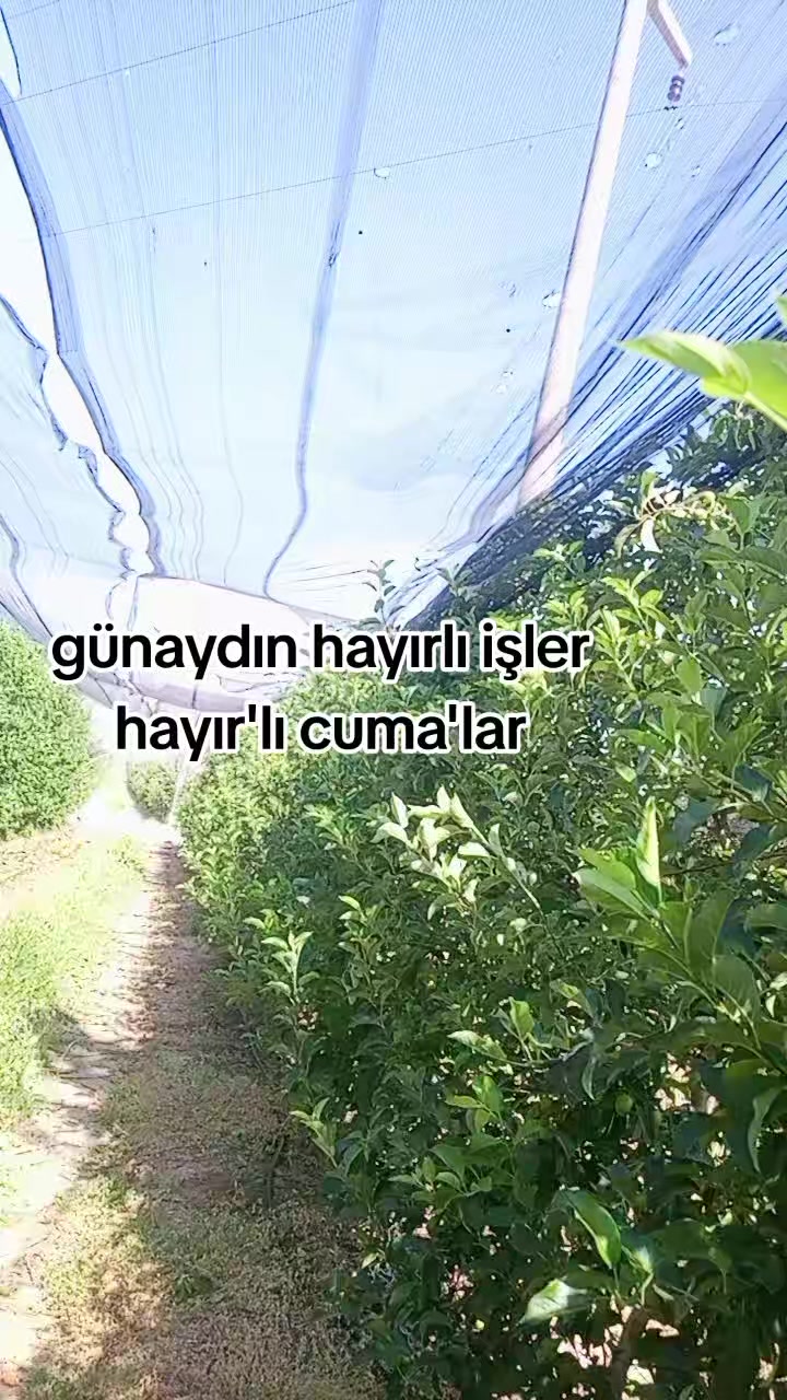 @MELOCaN