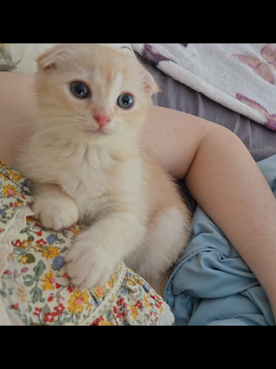 @Brittany Beauties Kittens