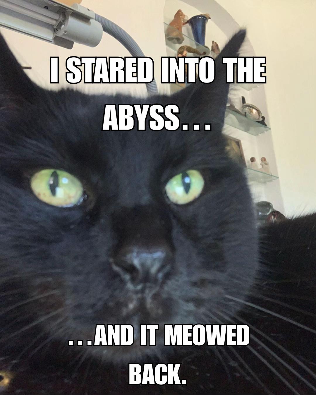@CatSwoppr