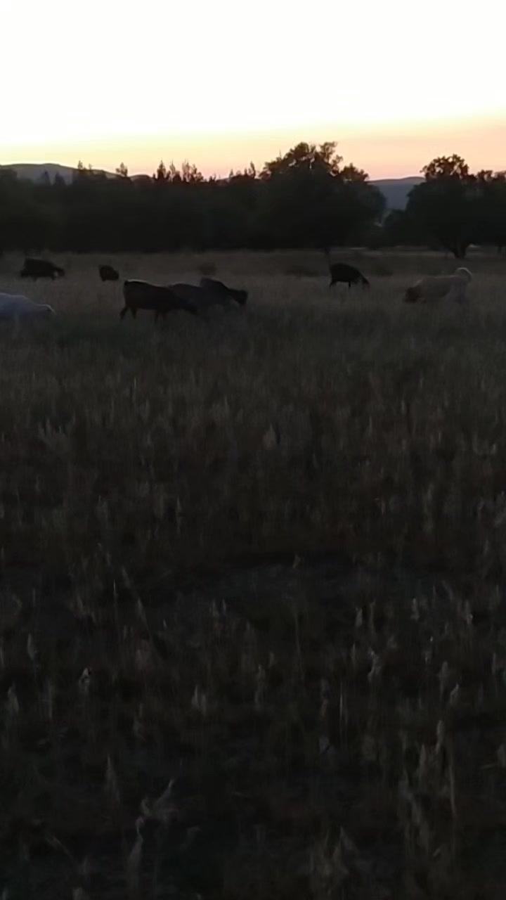 @Boz DAĞLI mmttnr Dev yarenleri