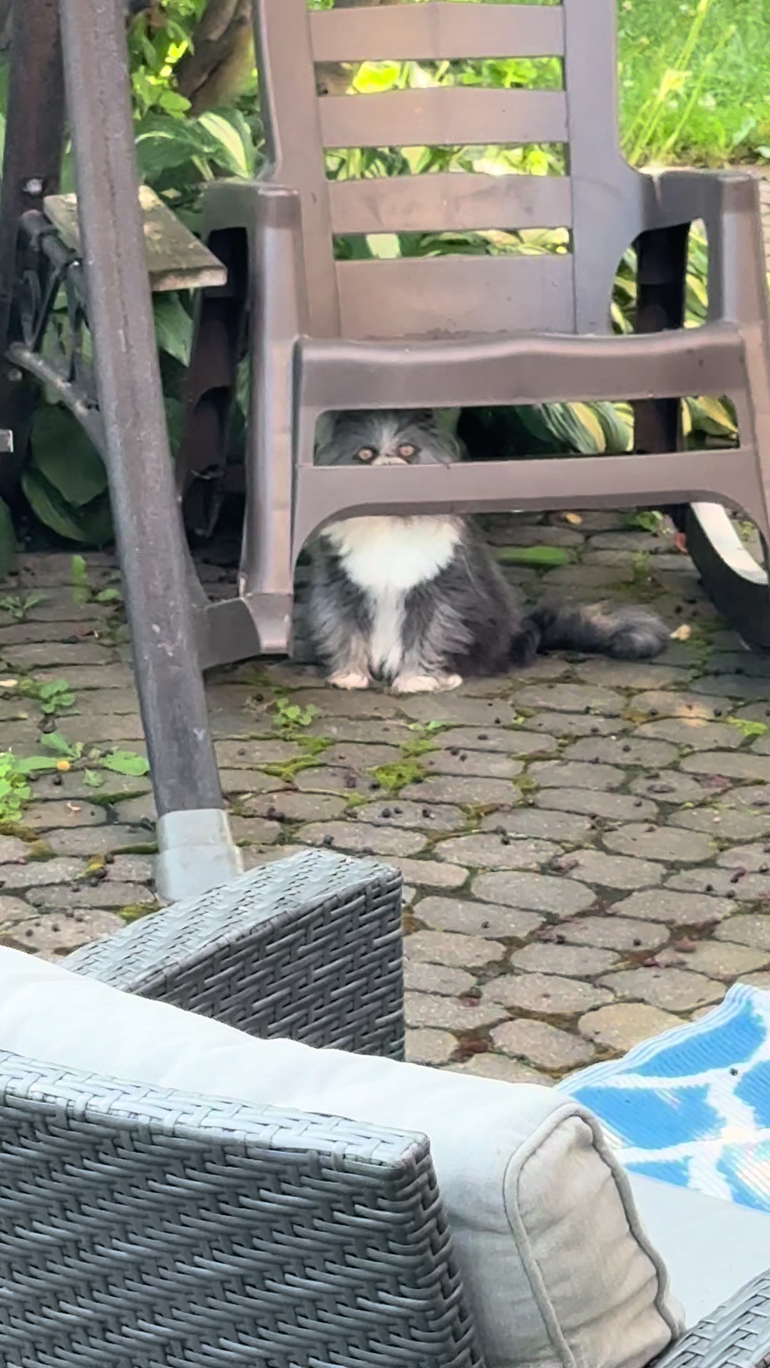 @atchoumthecat