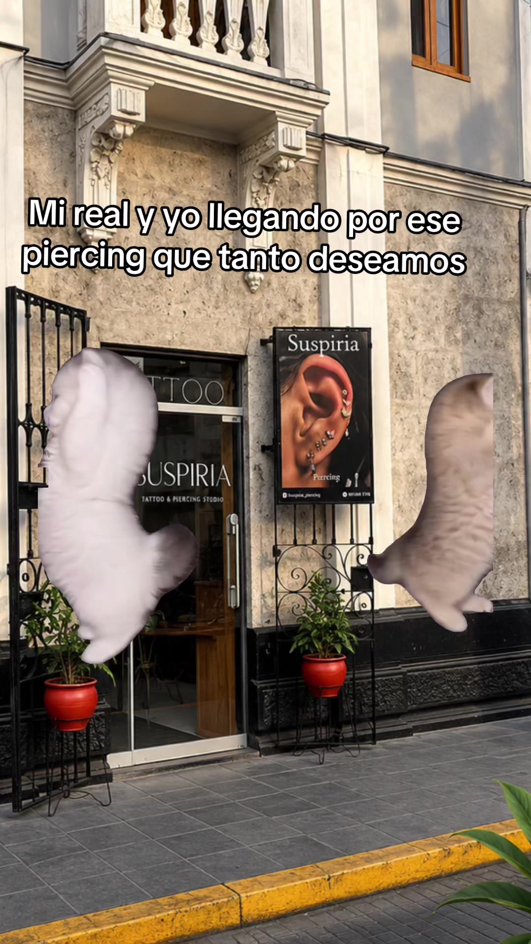 @Suspiria&ensp;piercing