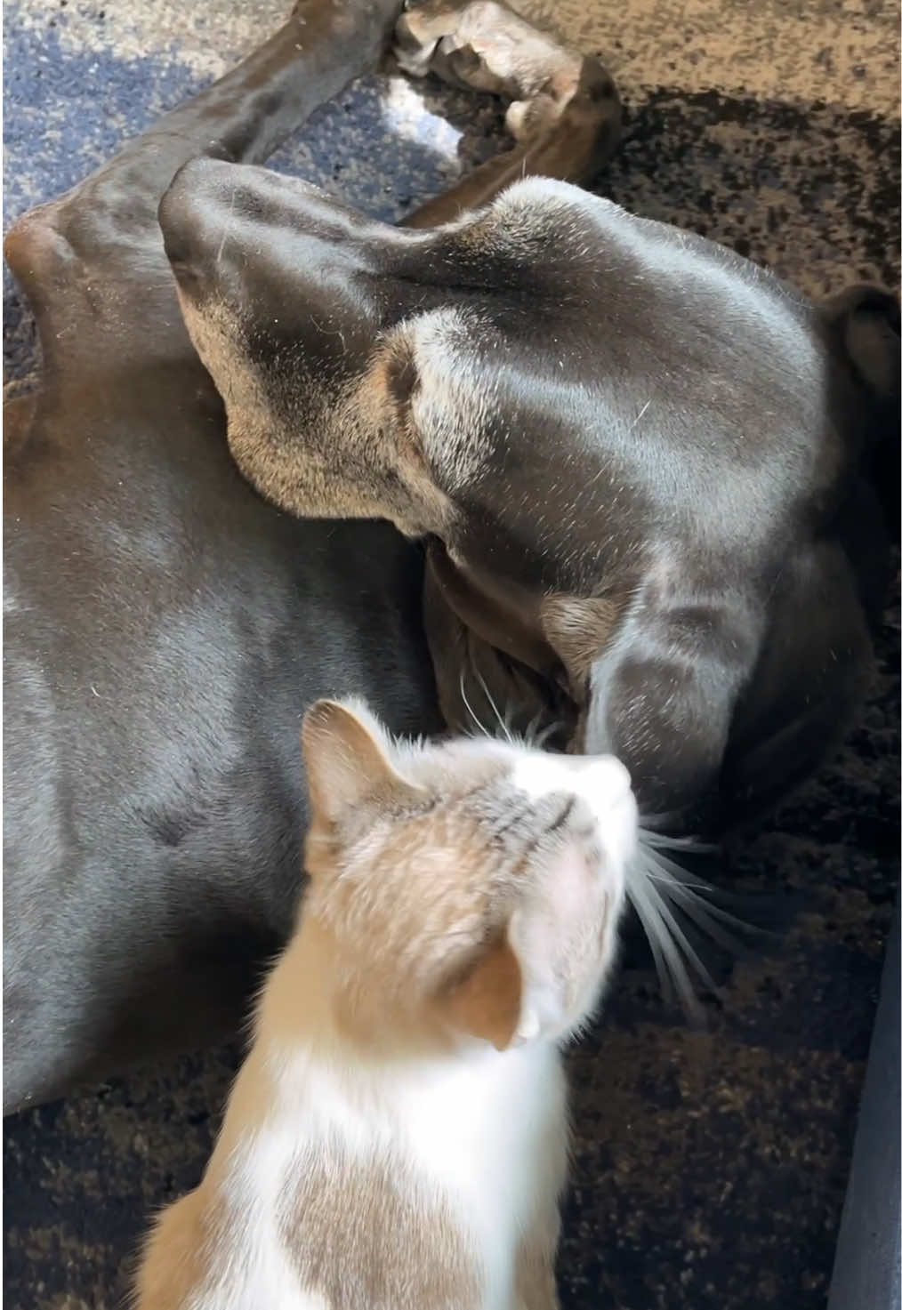 @ruffined.k9