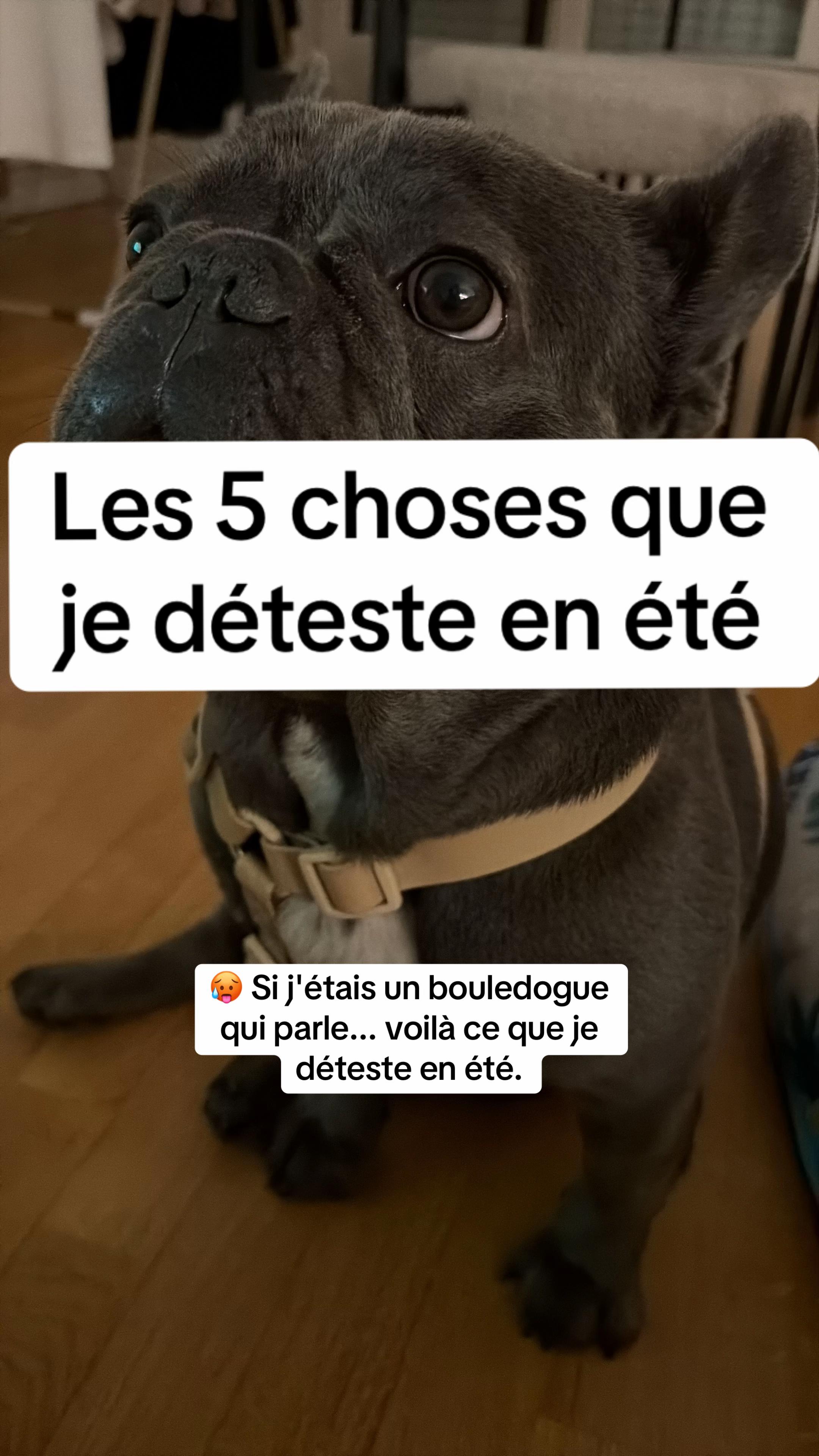 @Sunny Le Frenchie 🐾🌞