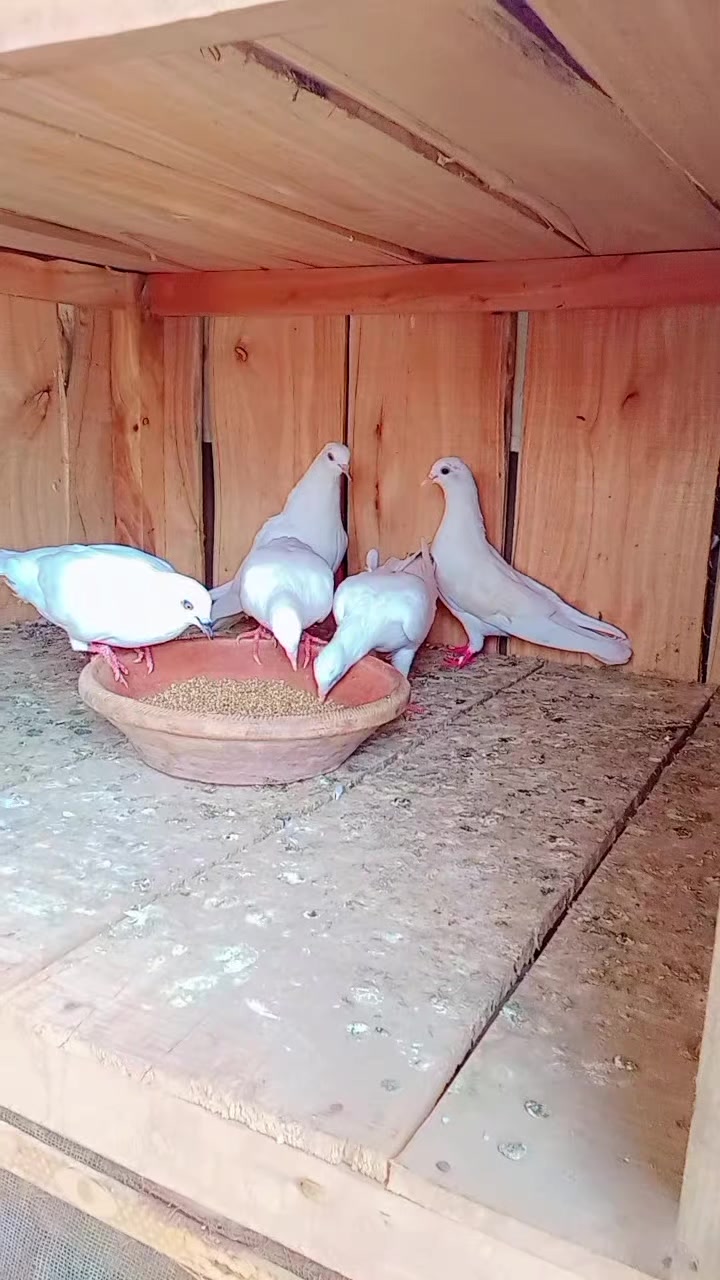 @آپنا شوق کبو تر باز ى