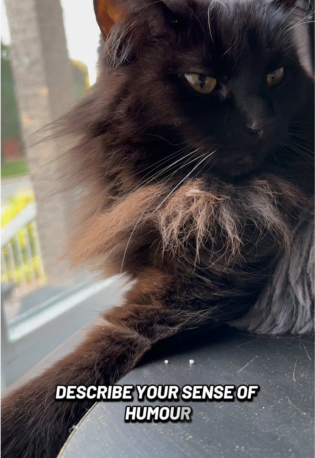 @Sir FluffyButt,the cat🇨🇦🇺🇦
