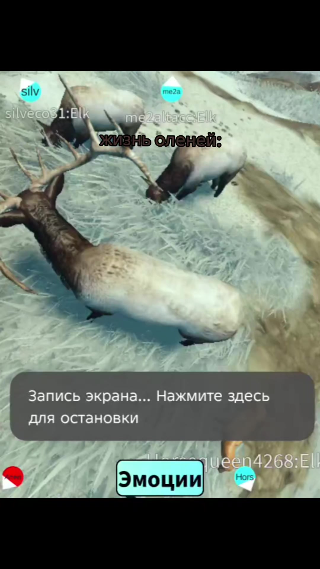 @🐾&bull;ДБ_Darsa&bull;🦩