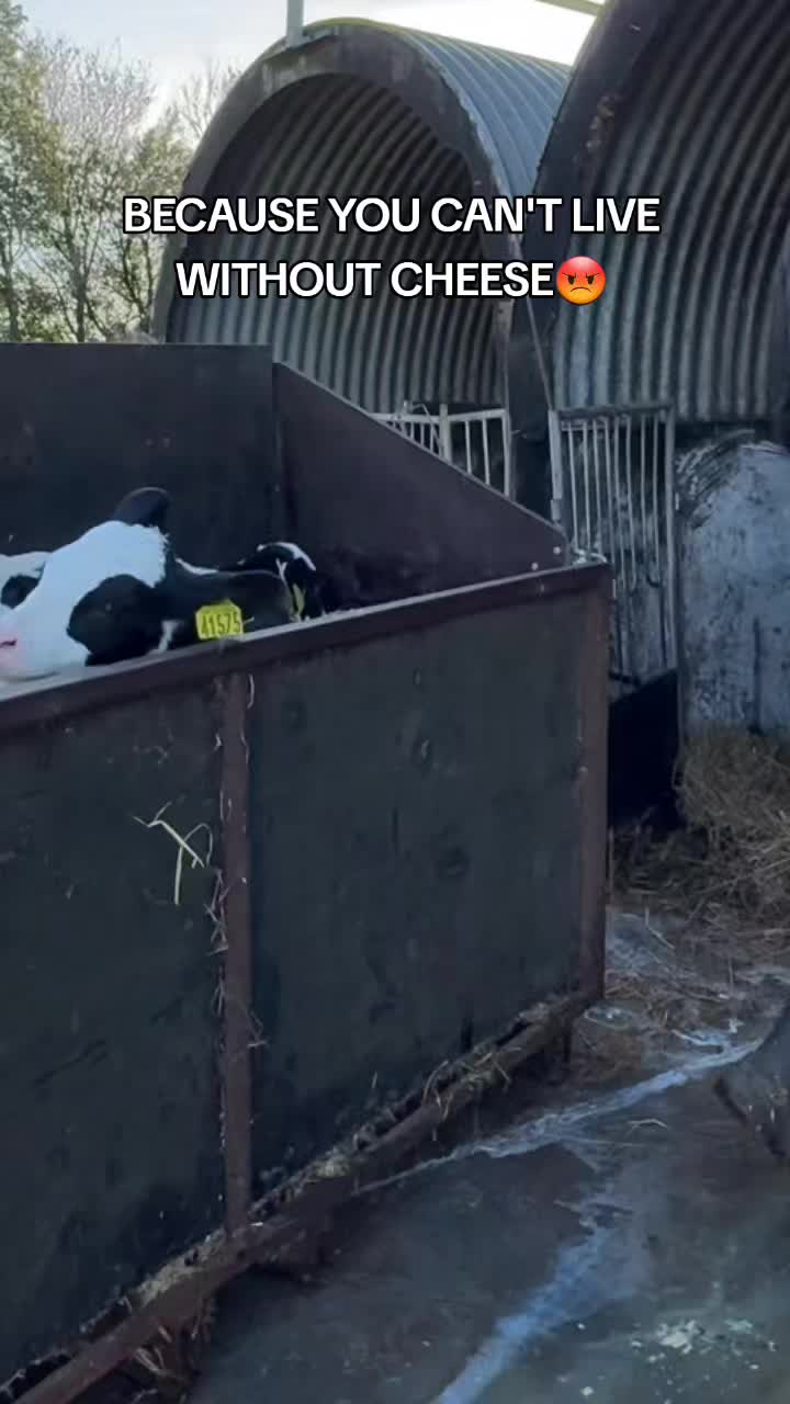 @Khaby Go Vegan