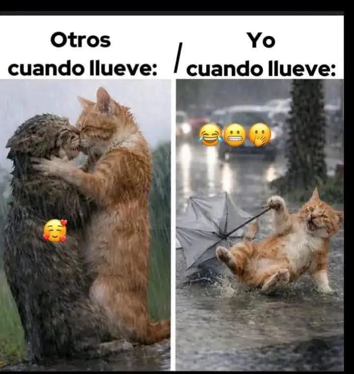 @el panda solitario