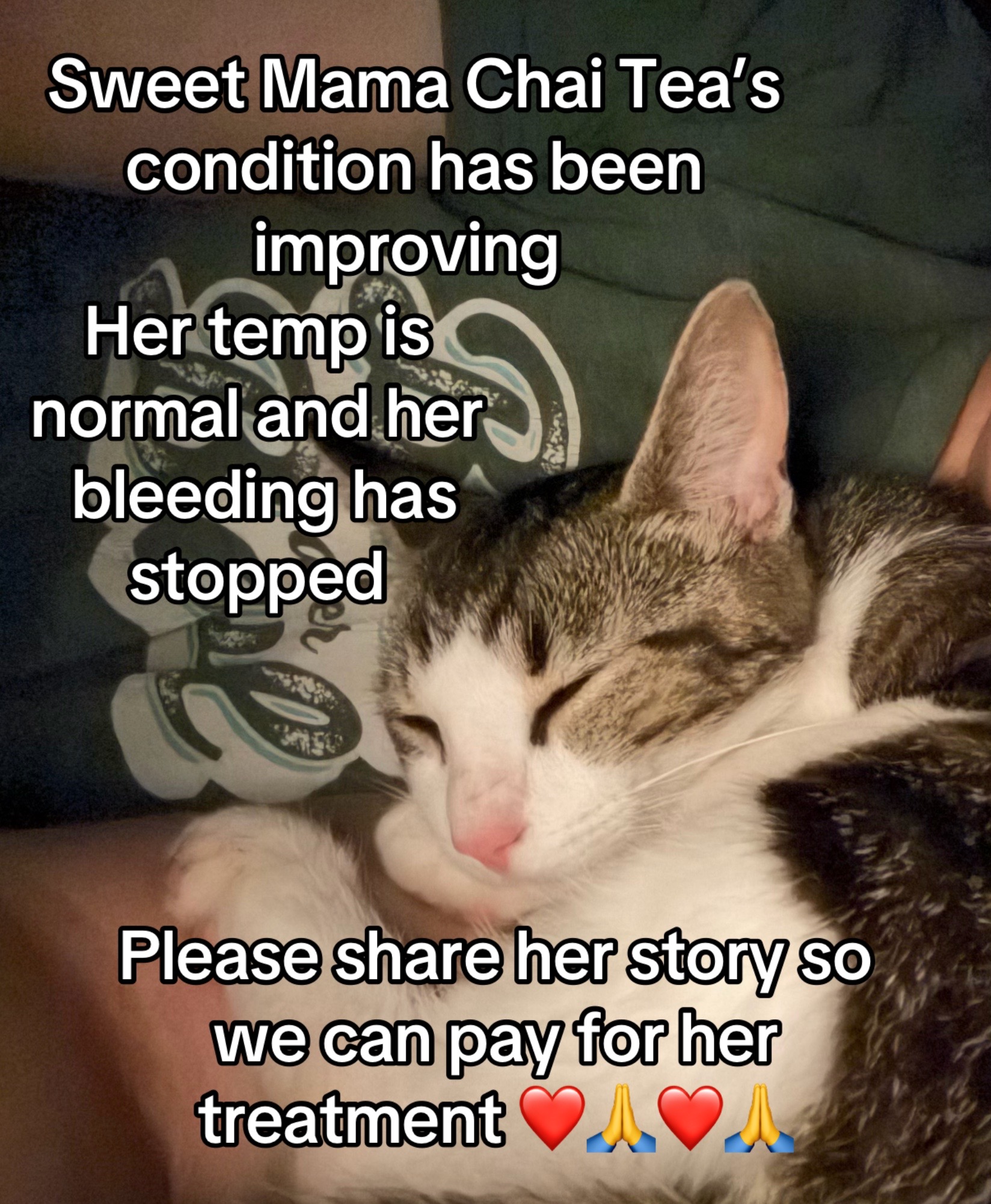 @Kovu&rsquo;s Kitties