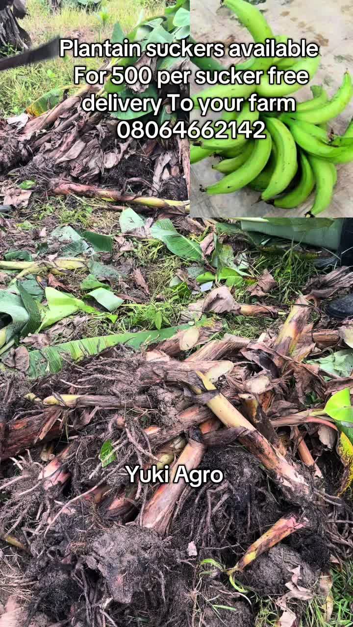 @BabaObaTv @Yuki Agro limited