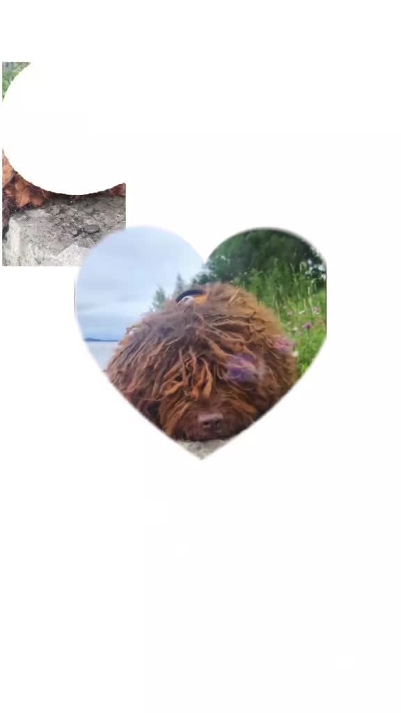 @🐾✨️mhdogs✨️🐾🇸🇪