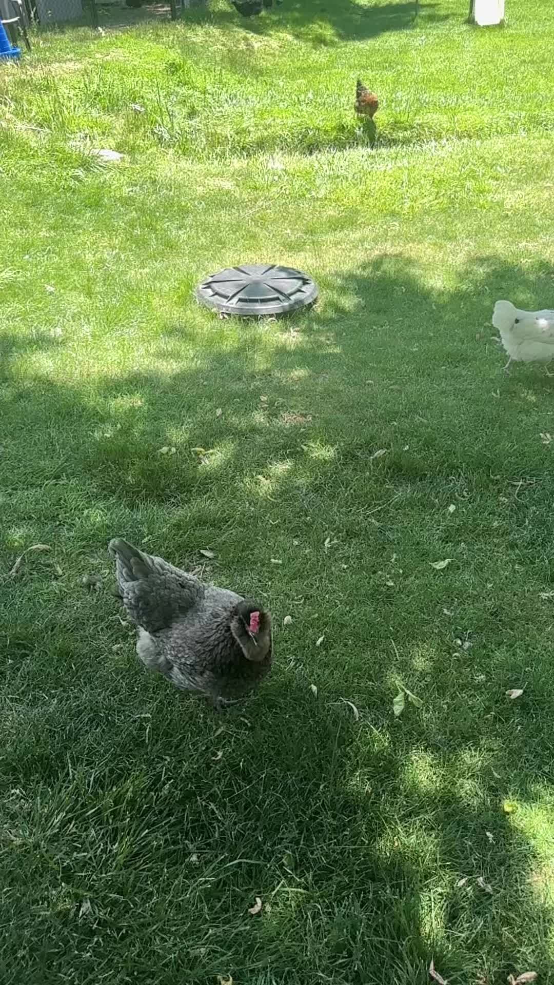 @HenStagram 📸🐔