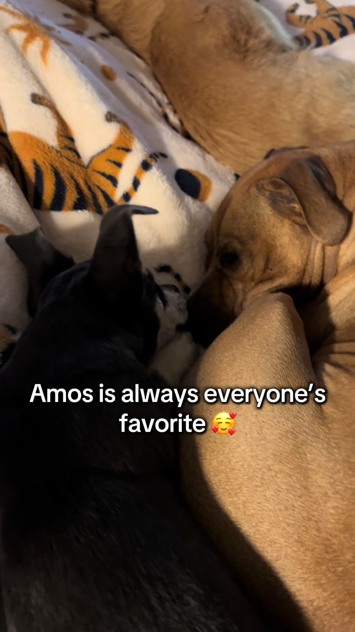 @Jordan & Amos 🐾