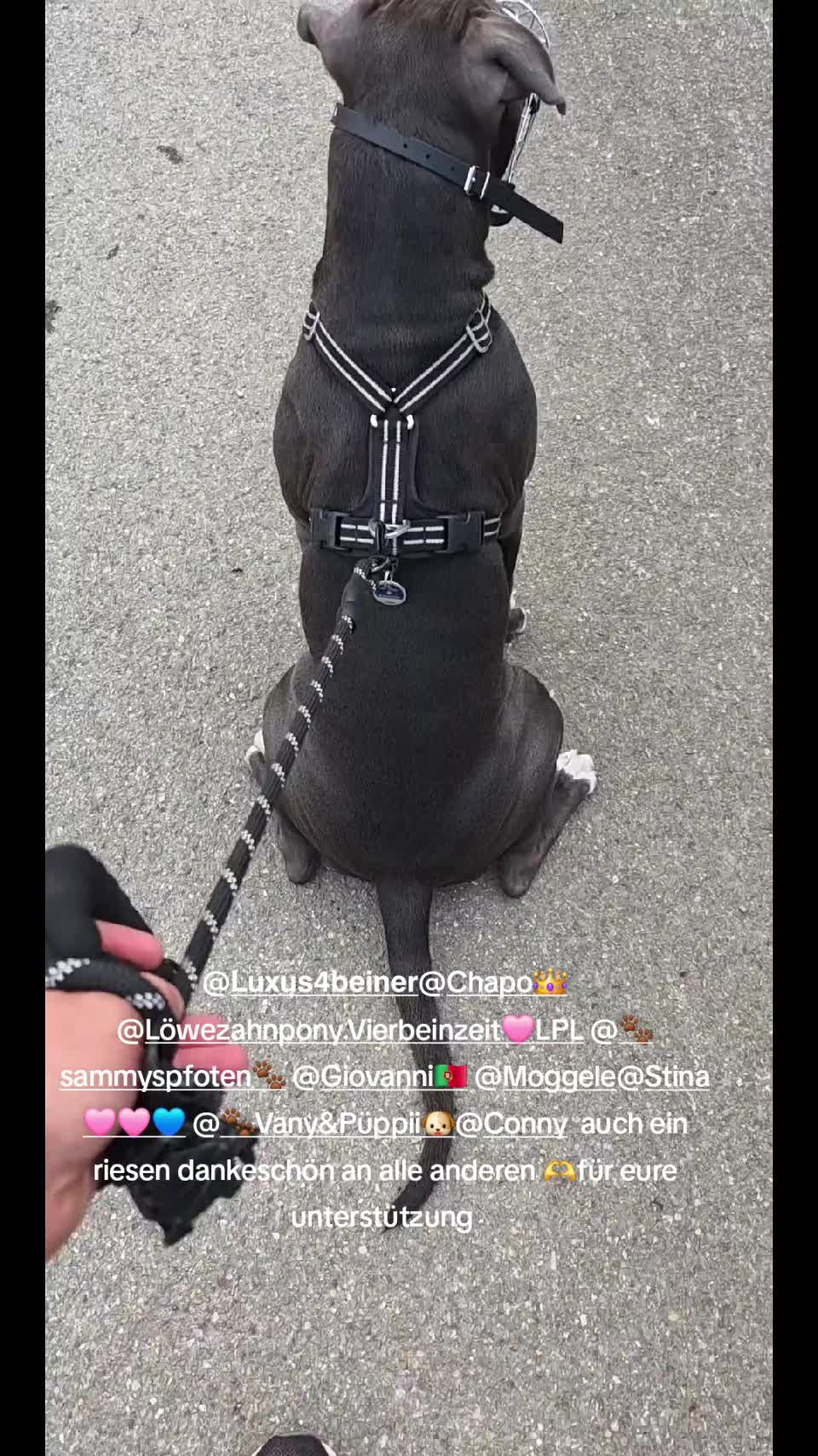 @👑Milo🐶 & La dolce Vita👑