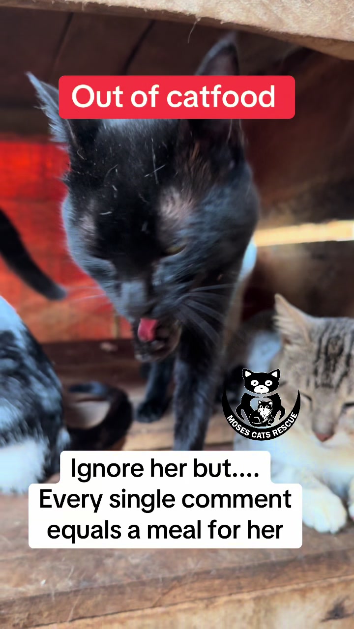 @Moses Cats Rescue Mission
