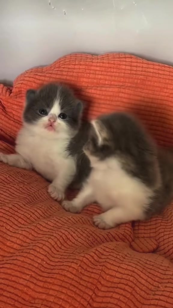 @catbosssss