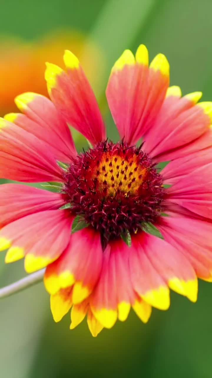 @Nazia Bhati🌷