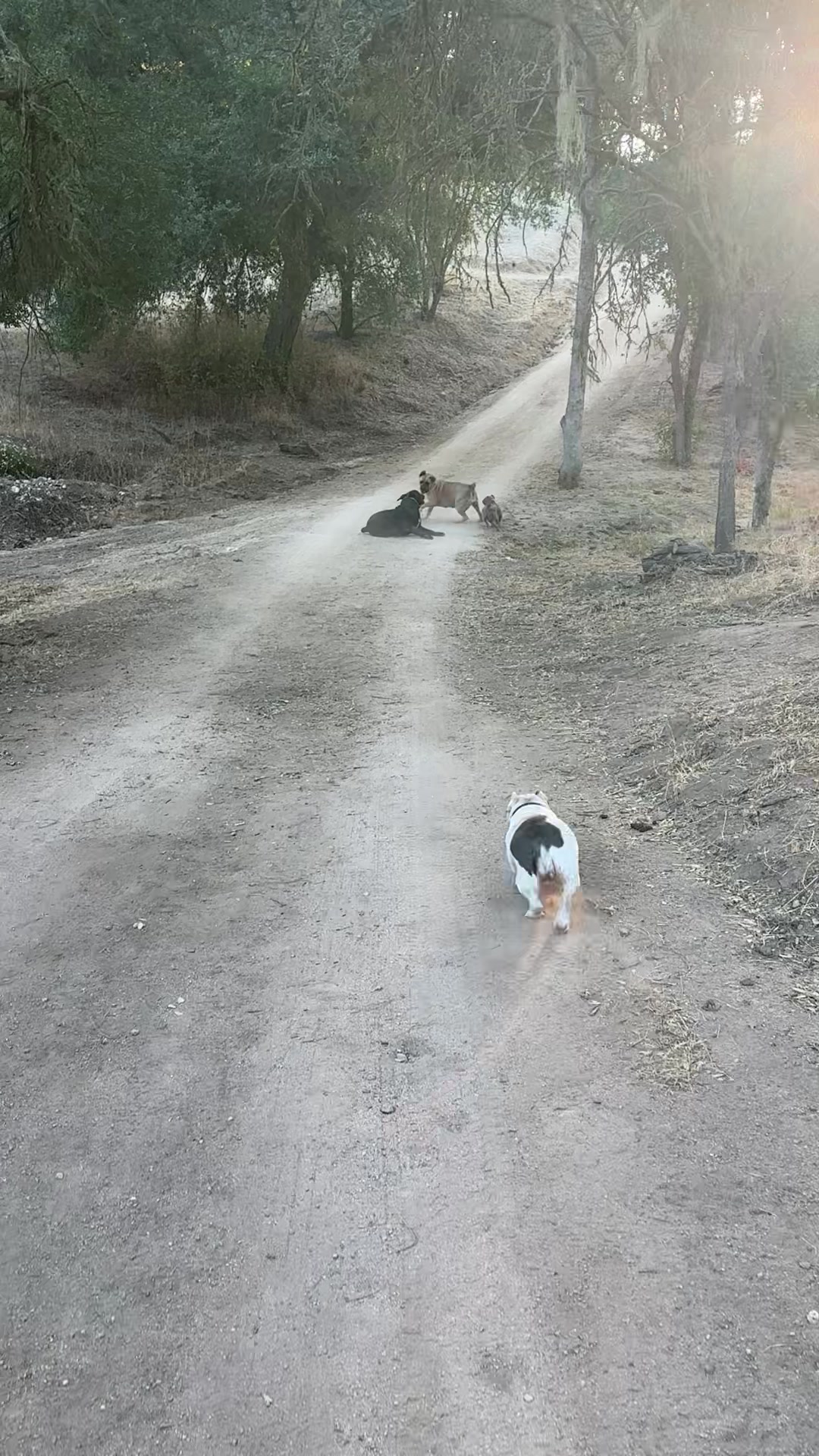 @Bigfoot Boerboels