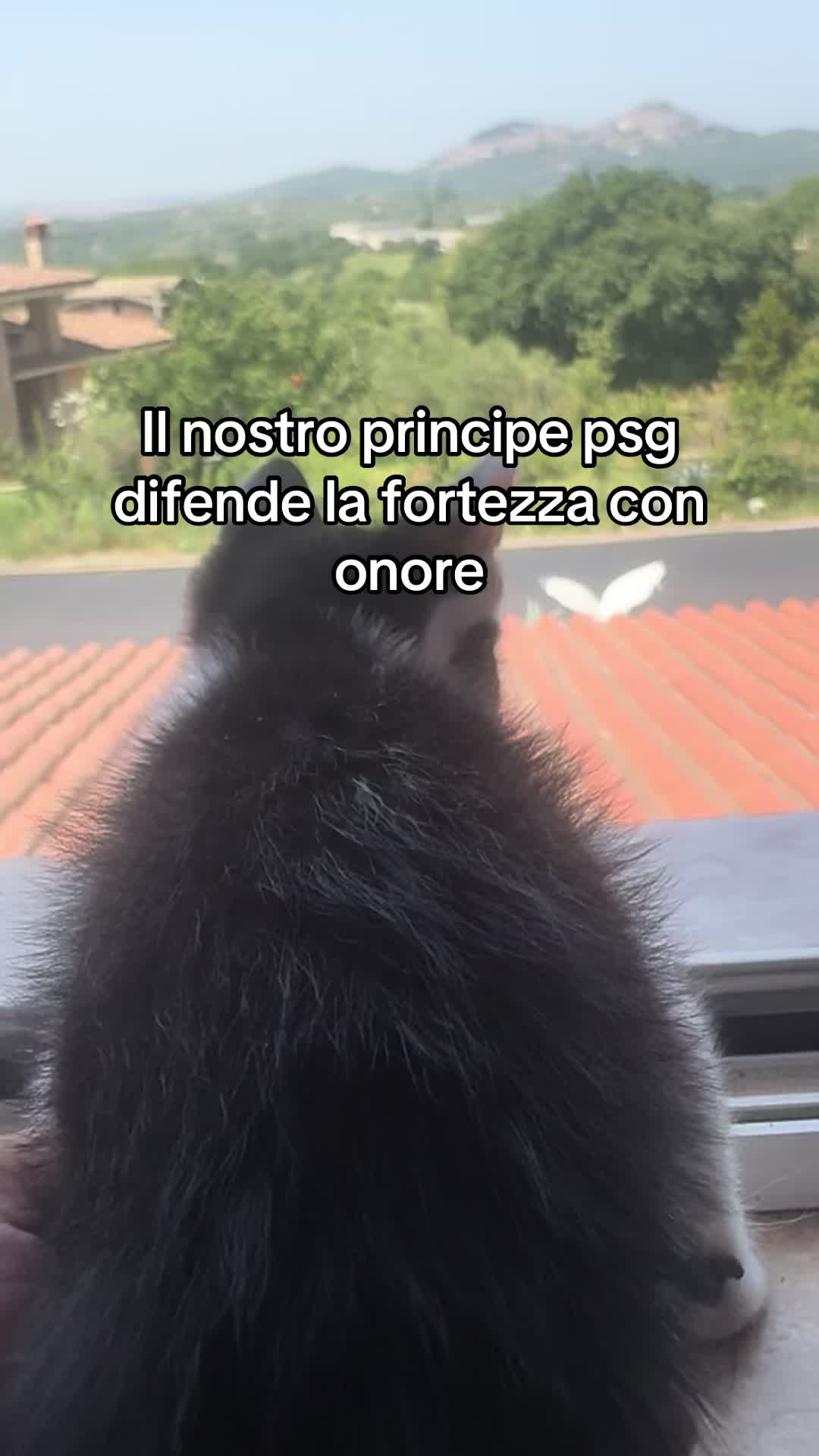 @DAPIERINOPSG🇫🇷