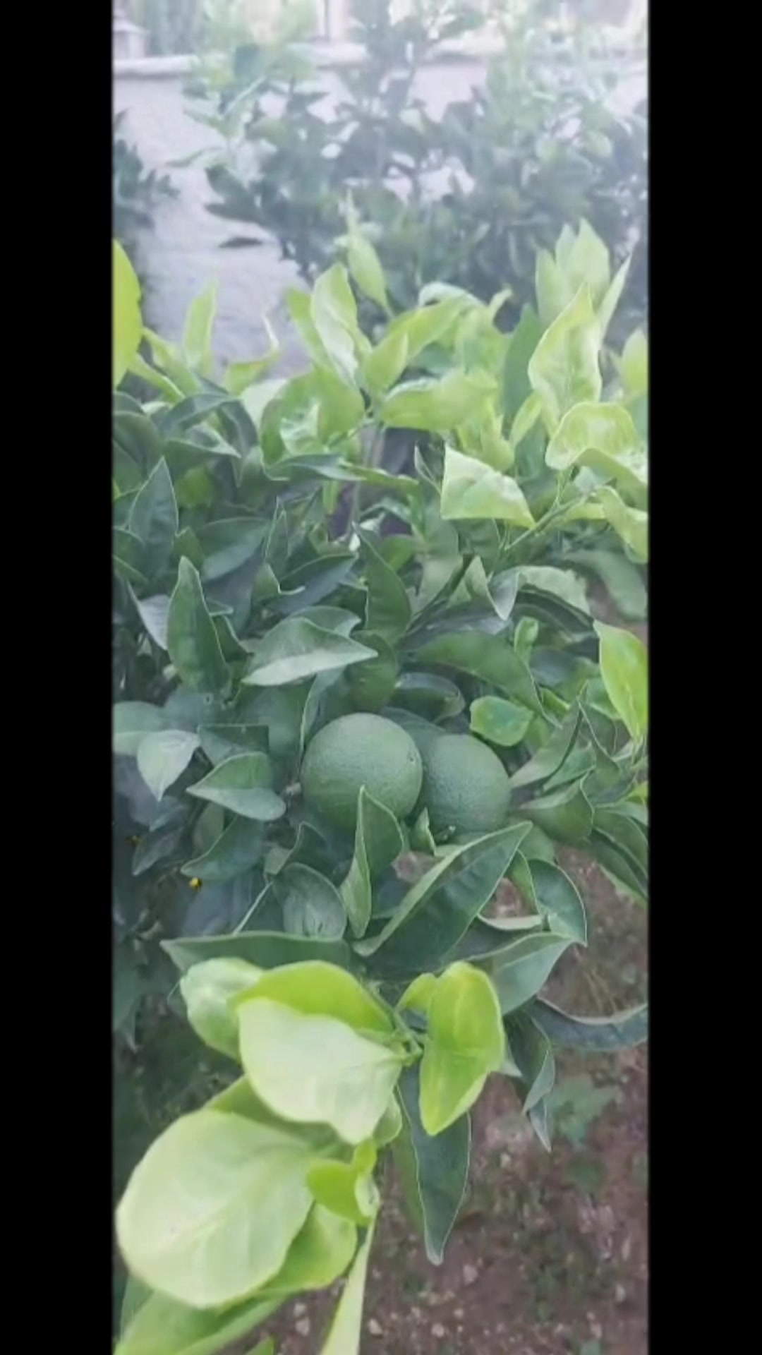 @ابو جمال