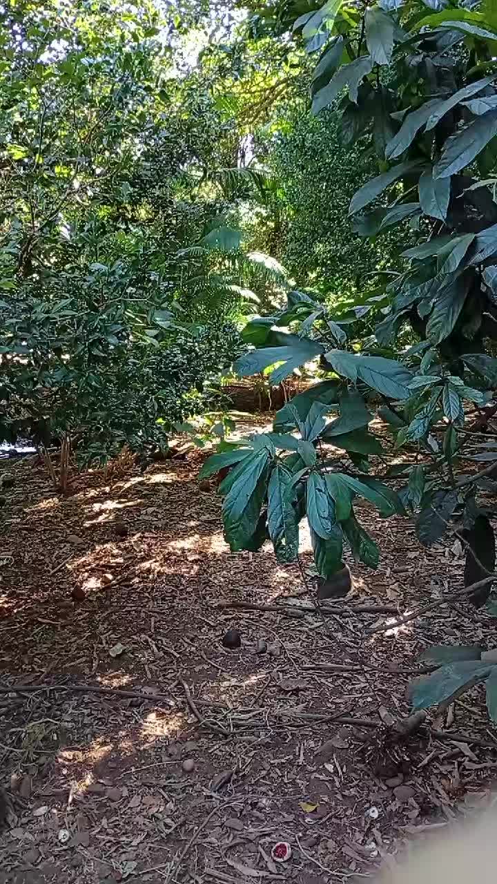 @🦜Edmilson da Serra🦜