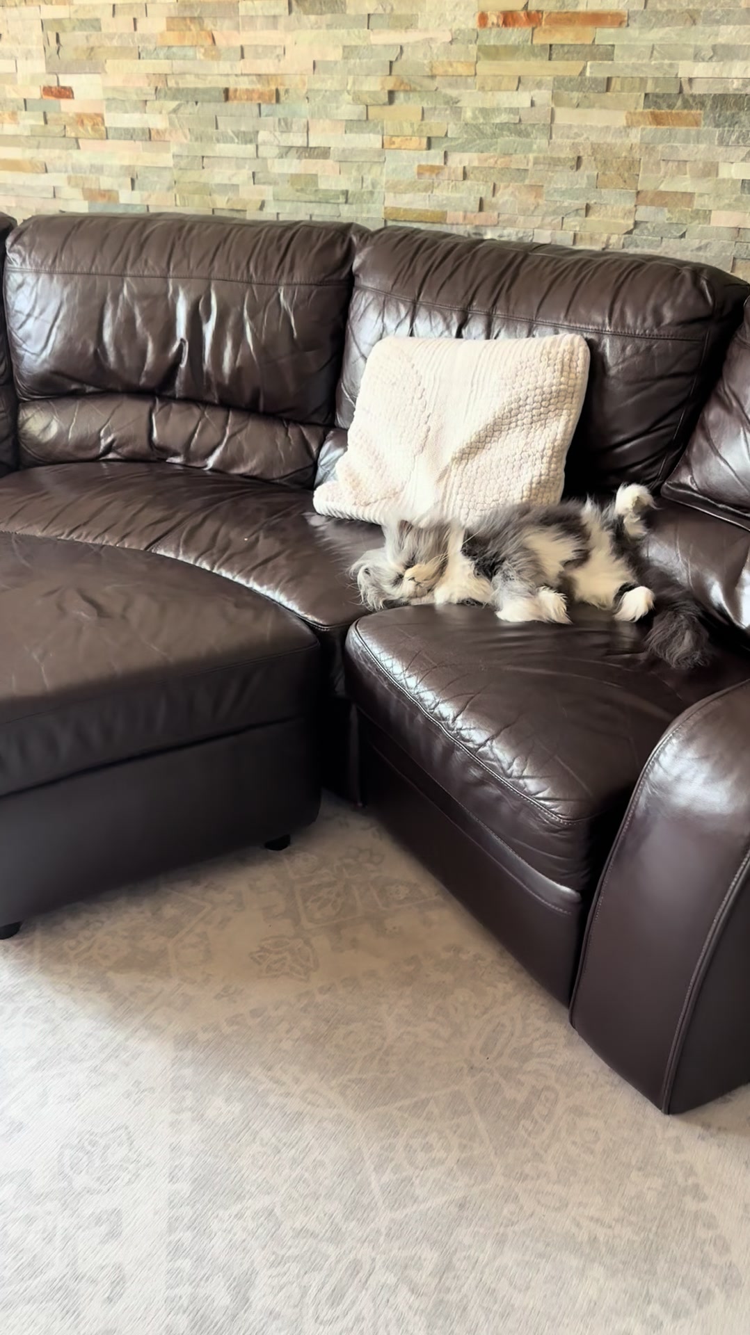 @atchoumthecat