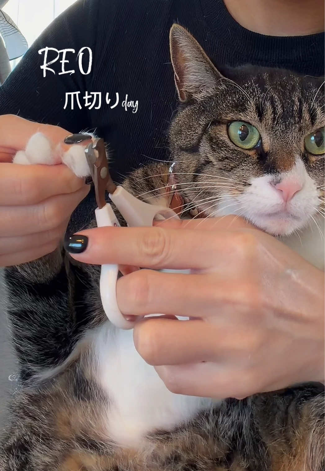 @ルーレオ
