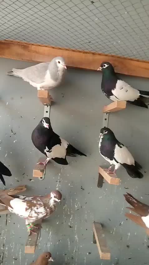 @J@£!R S@H00 111🦅