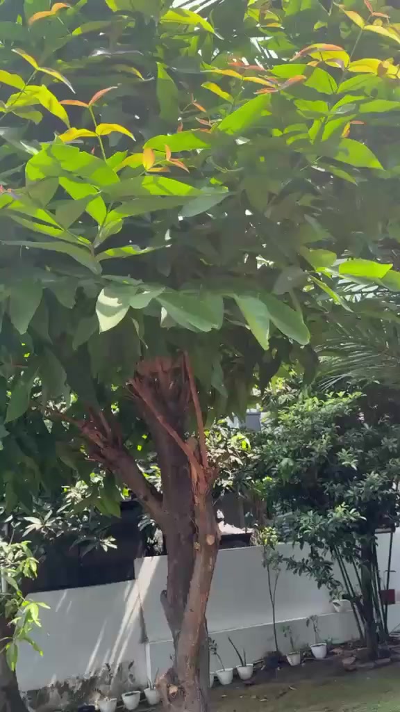 @IRMA&ensp;H.