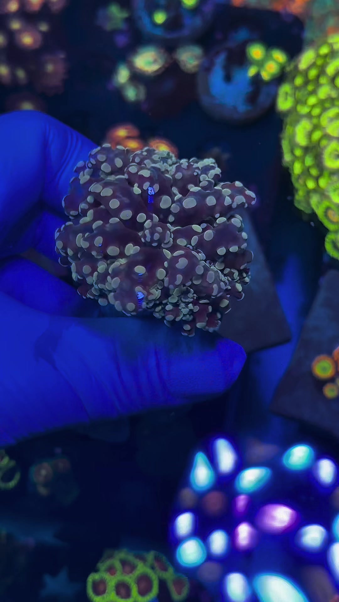 @Reeftogo