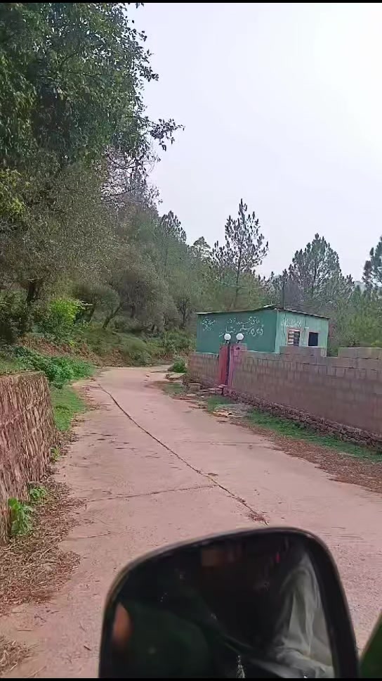 @جنگلی بلی 😺