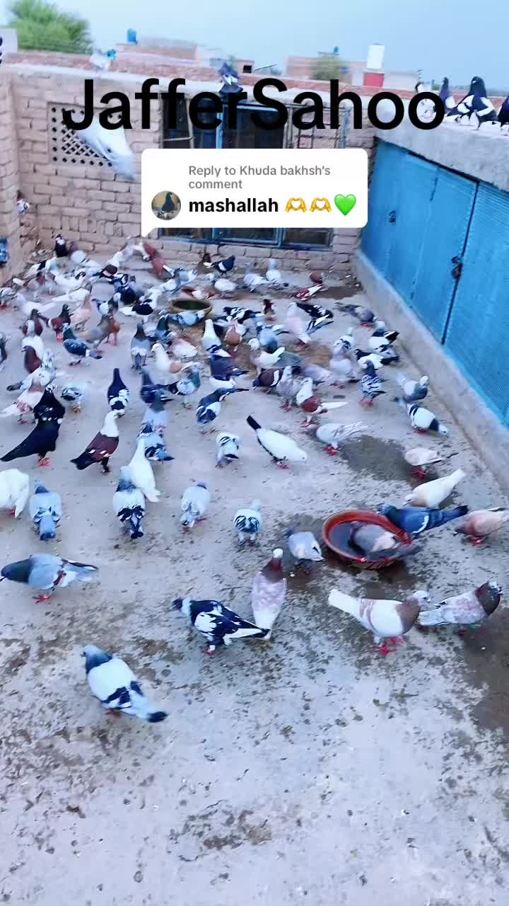@J@£!R S@H00 111🦅