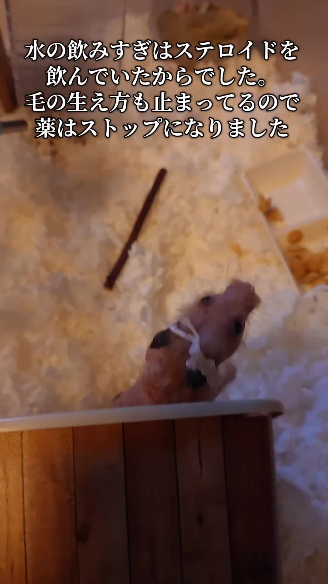 @ジン