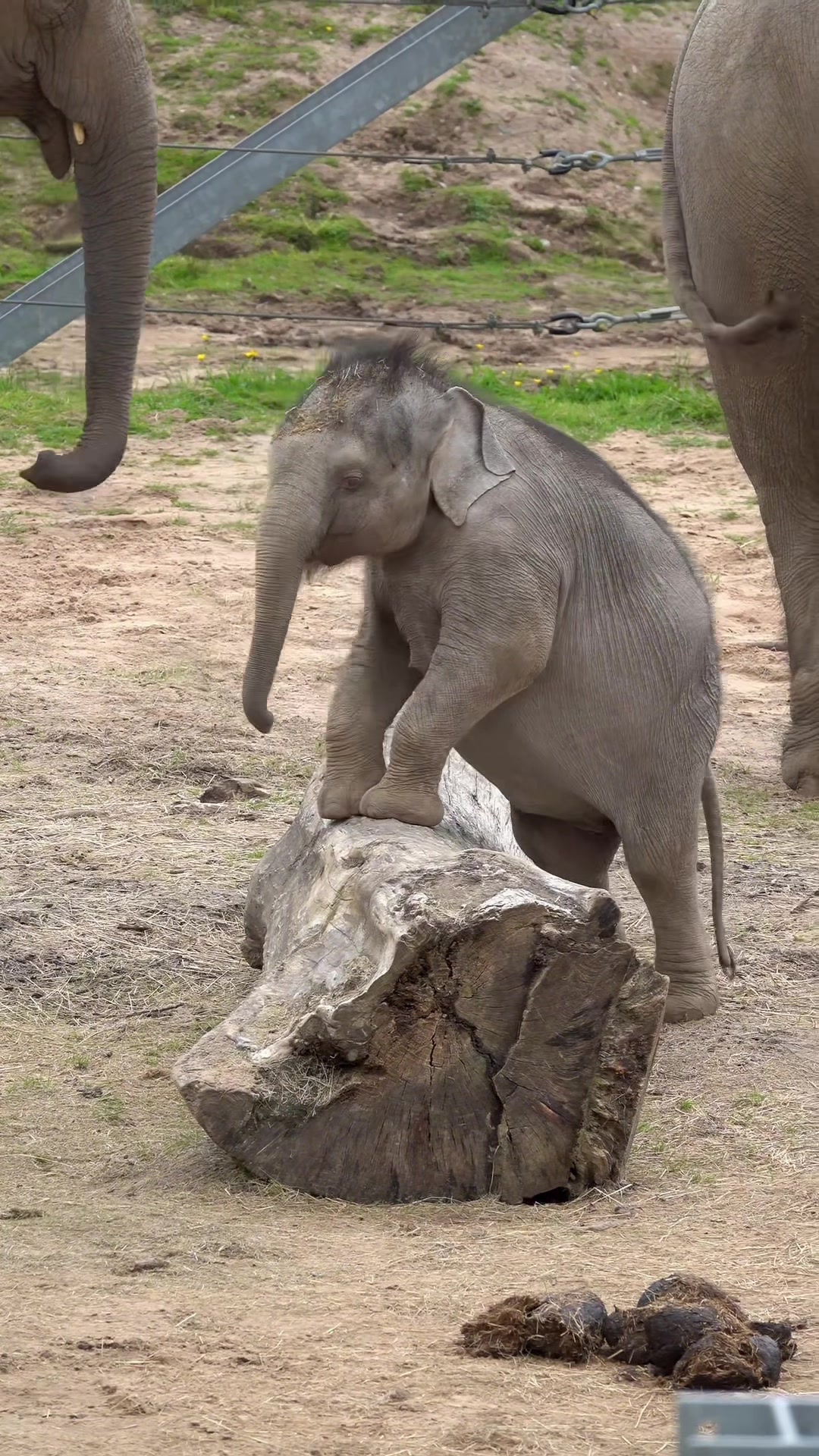 @Animals Travel Adventures