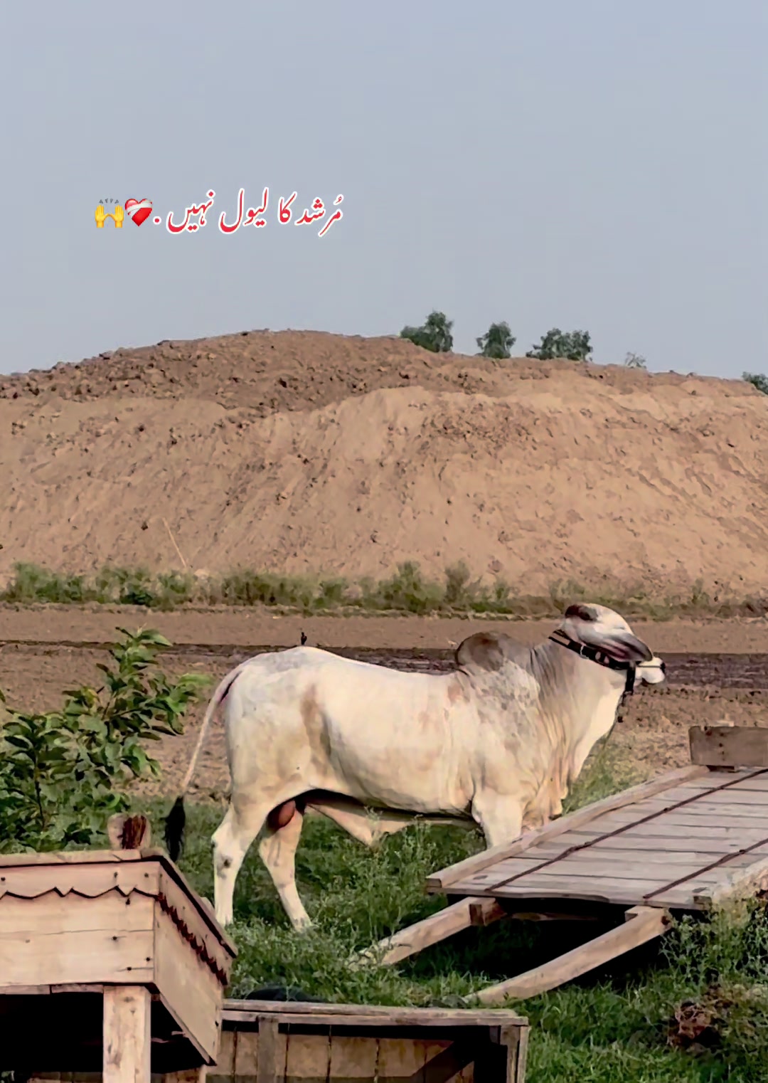 @Subhan cattle farm.🐂