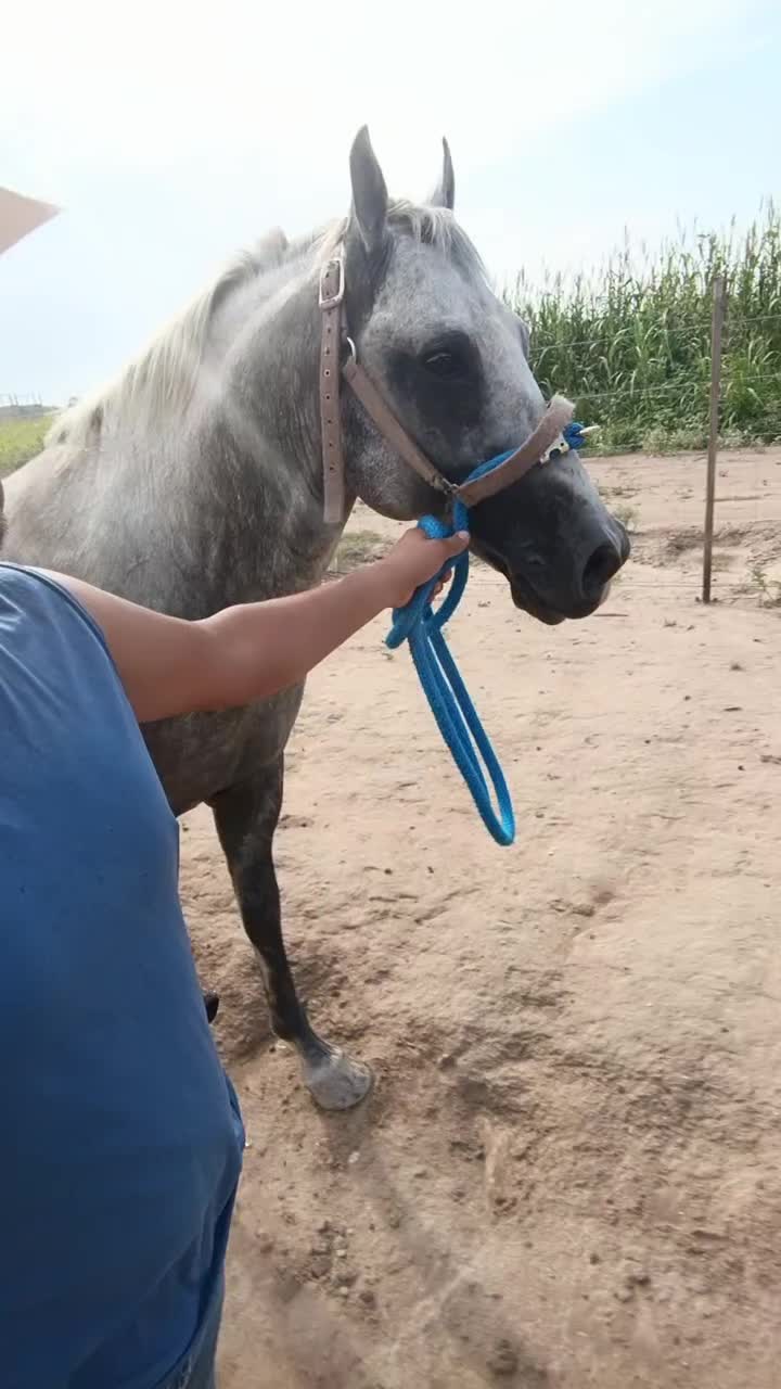 @🇲🇽EL CHAM&Aacute;N 🏇 🇲🇽