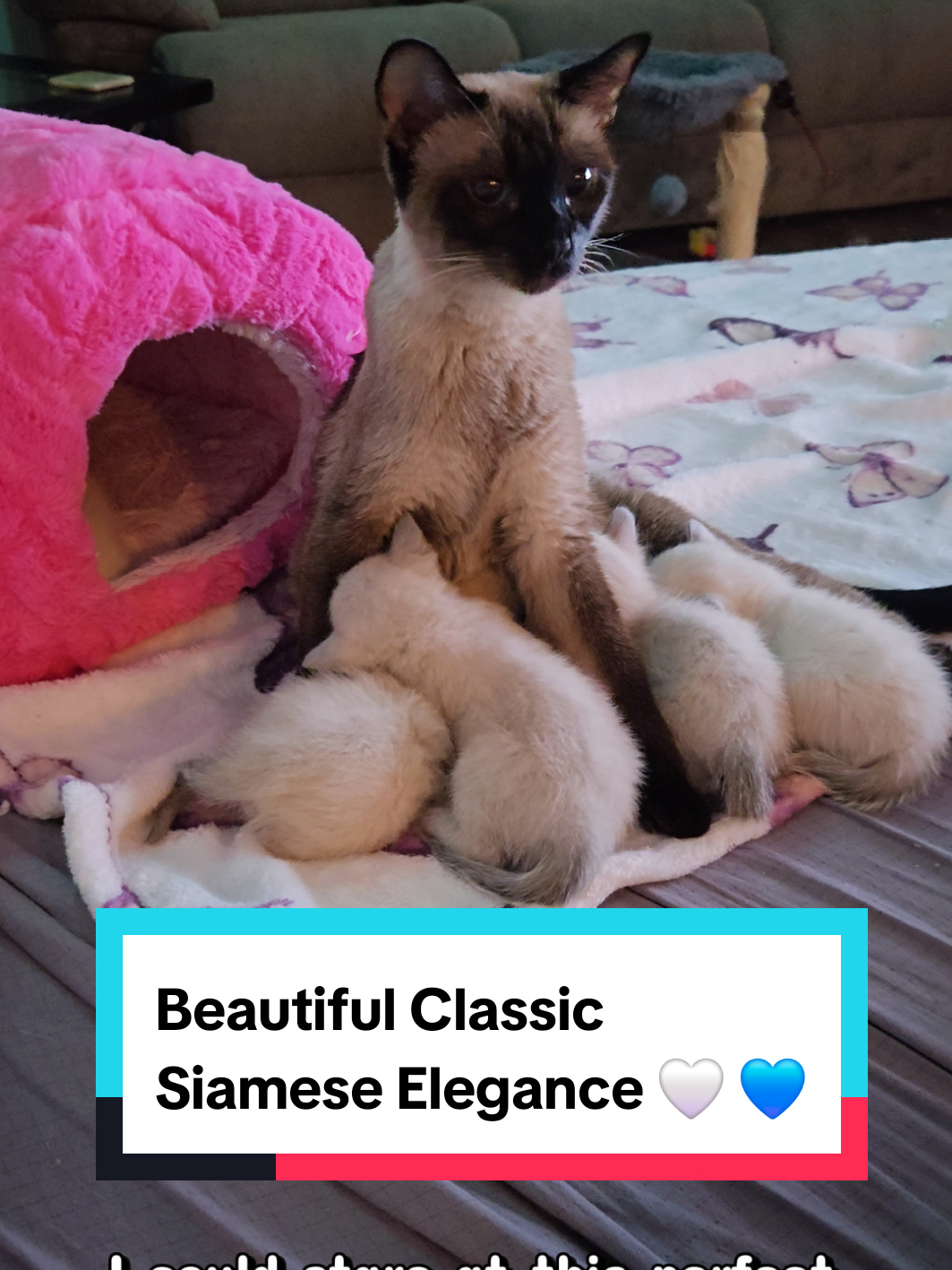 @Brittany Beauties Kittens