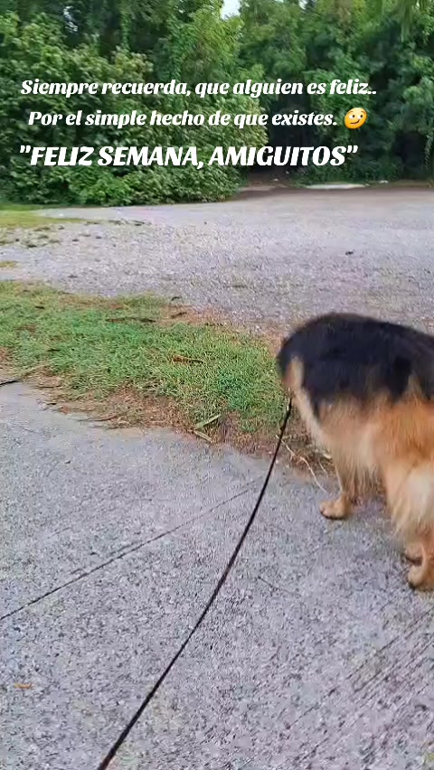 @Cachorretezeus