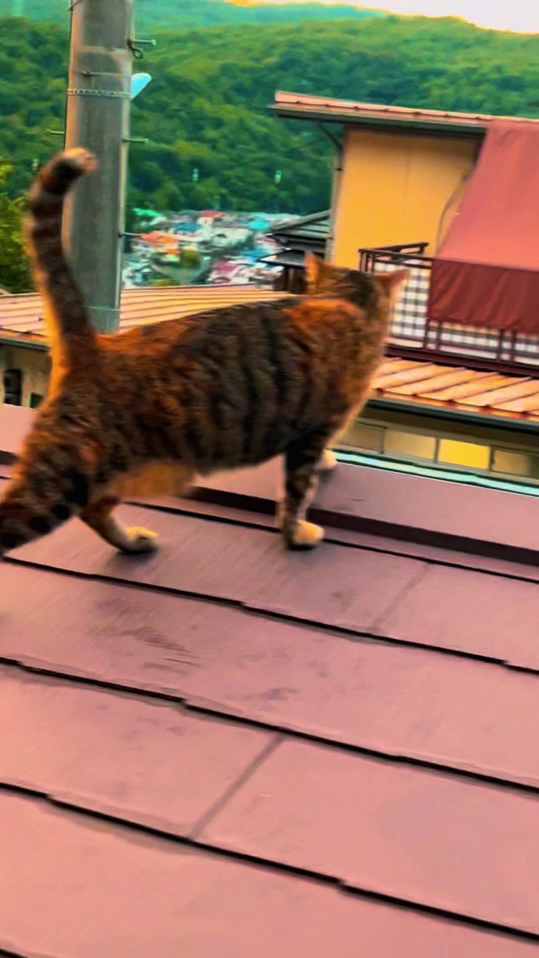 @猫が好きだから事業部　Ilikecatsdivisio