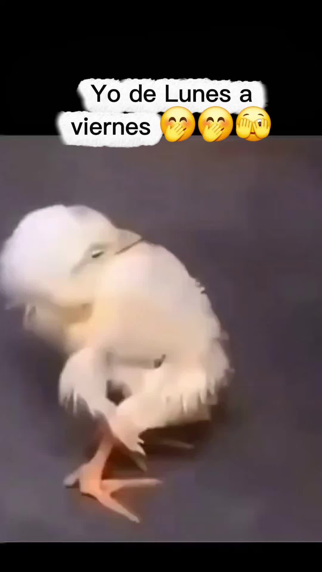 @Celina2281