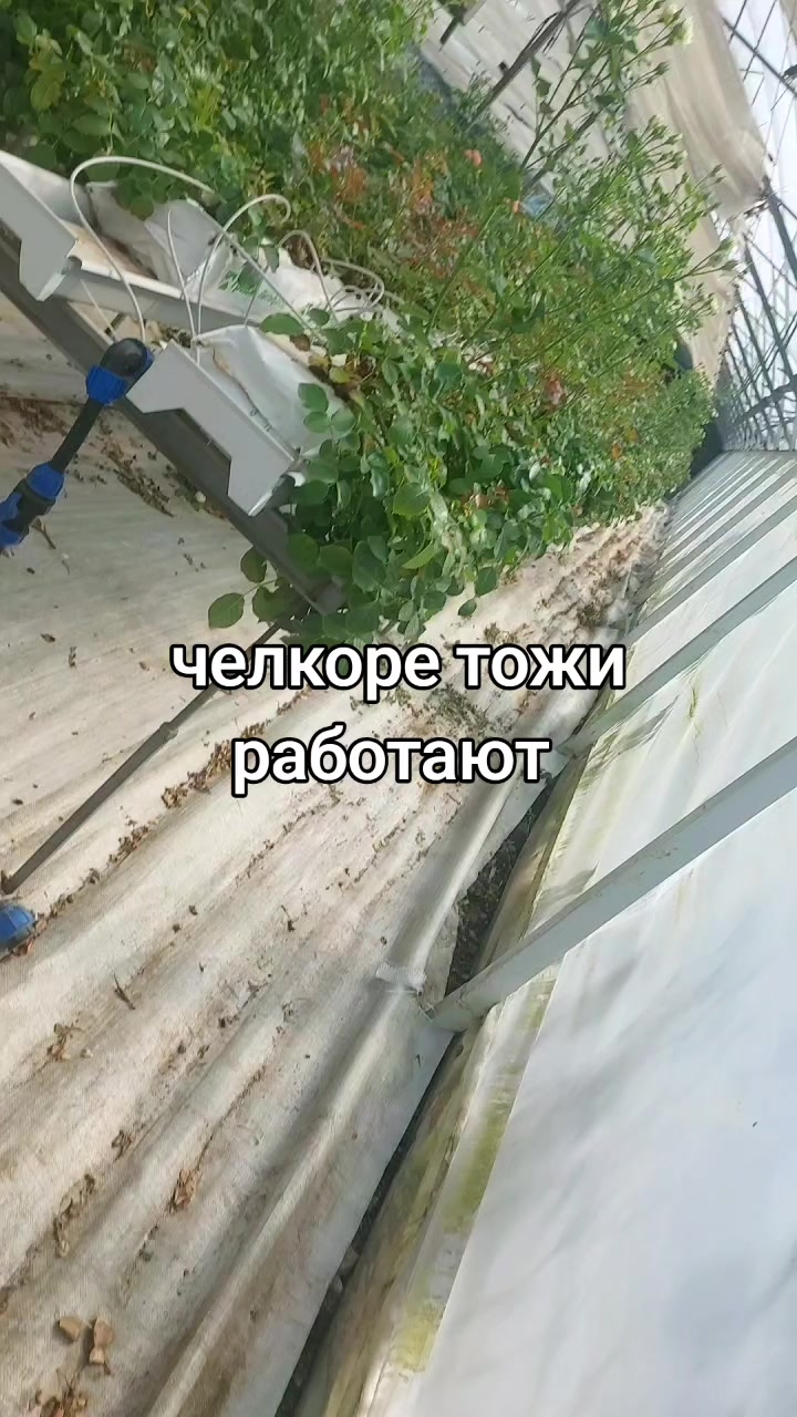 @зелёная