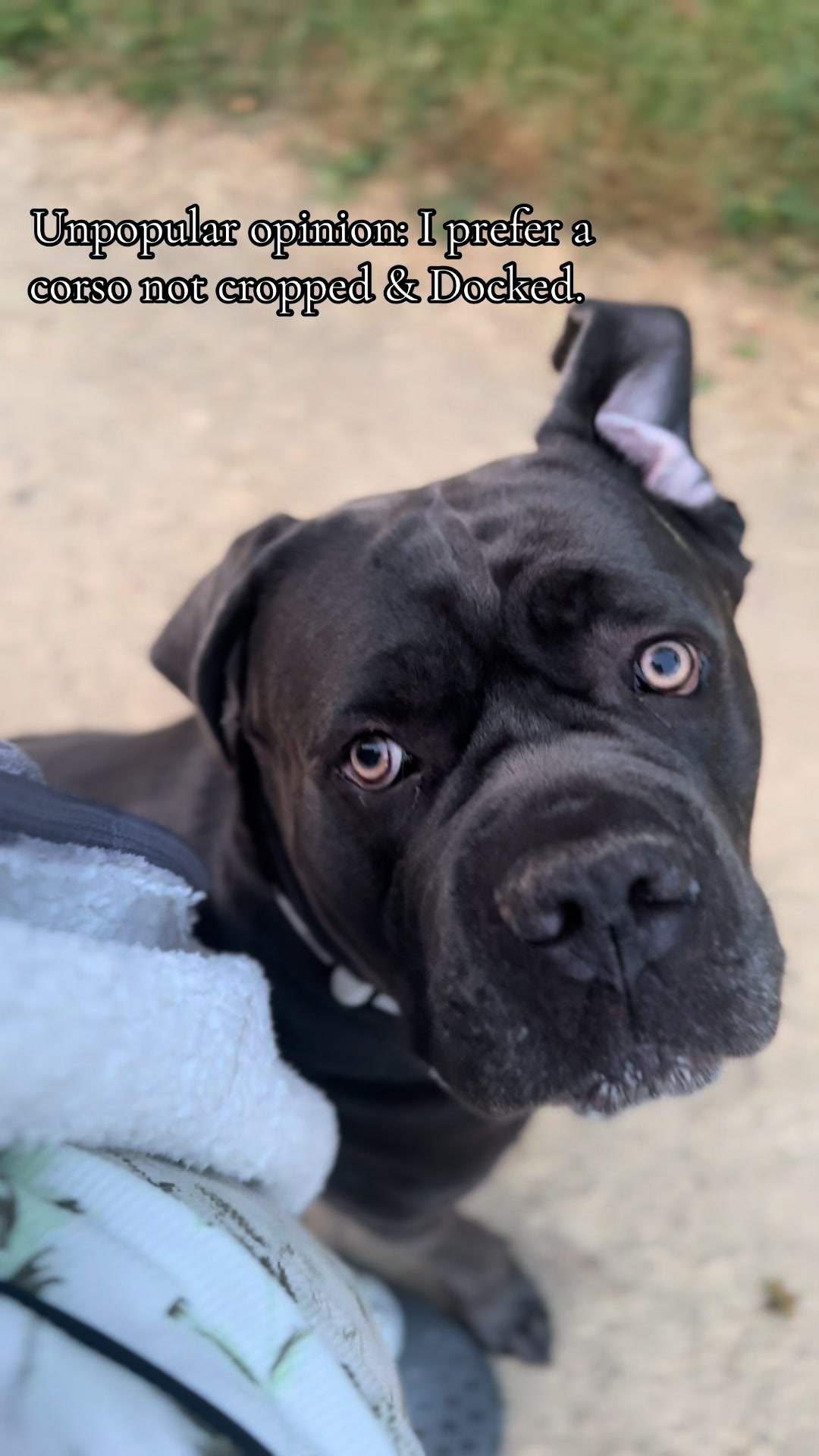 @murphy_the_cane_corso